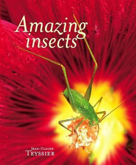 Picture of Amazing Insects